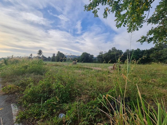 ขายที่ดิน  7 ไร่ 3 งาน ยกแปลงหรือแบ่งขาย (โฉนดแบ่งเรียบร้อย) ใกล้ทามารารีสอร์ท ใกล้ซันเพลย์คลับบางเสร่ สัตหีบ ชลบุรีโทร. 095-196-4242 (คุณจุ๊)Line ID : jll689WhatsApp : wa.me/66951964242FB page : https://www.facebook.com/ChulaluckHomeliving/ขายไร่ละ 5,500,000 บาท ( ตารางวาละ 13,750 บาท)ราคารวม 42,625,000 บาทโฉนดจะเป็นแปลงละ 1 ไร่ 1 งานทั้งหมดนะคะจะมีเพียงแค่แปลงเดียวที่แปลงสุดท้ายตรงมุมโค้งจะเป็น 1 ไร่ 2 งานค่ะ- ค่าโอน 50/50- ชื่อไทยนัดชมทรัพย์ล่วงหน้า 2 ว�