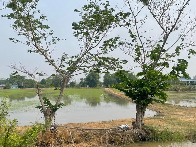  ขาย บ้านเดี่ยว/ทาวน์เฮ้าส์/คอนโด โครงการ ขาย ที่ดินเปล่า อำเภอลำลูกกา ปทุมธานี  ตำบลพืชอุดม อำเภอลำลูกกา ปทุมธานี  ราคาโปรโมชั่น  9,244,000    บาท    ลดจาก  11,963,000      บาท ราคาโปรโมชั่นตั้งแต่วันที่  13 มีนาคม - 31 พฤษภาคม 2569  รายละเอียดทรัพย์ -  เนื้อที่ 9-0-25  ตารางวา     พิกัดทรัพย์ :  https://maps.app.goo.gl/38eSQU4aN6Q1A5uD9  สถานที่ใกล้เคียง   -  โรงเรียนนวมินทราชินูทิศ สวนกุหลาบวิทยาลัย ปทุมธานี 5.5 km. -  โรงพยาบาลลำ�