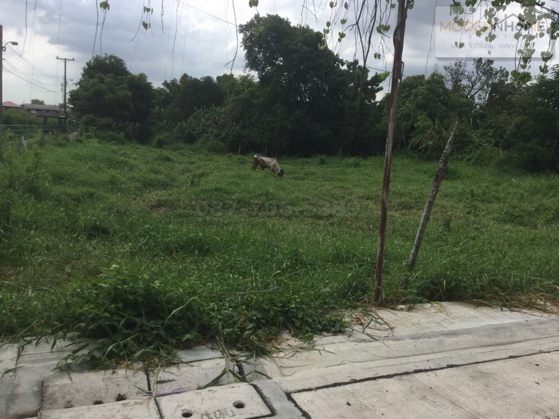 ขาย ที่ดิน 217 ตาราวา ถนนเคหะร่มเกล้า ซอย 80 ลาดกระบัง กรุงเทพ เคหะร่มเกล้า ซอย 80 แขวง คลองสองต้นนุ่น เขตลาดกระบัง กรุงเทพ- ที่ดินเปล่า ถนนเคหะร่มเกล้า ซอย 80 แขวงคลองสองต้นนุ่น เขตลาดกระบัง กรุงเทพ- เนื้อที่ 217 ตารางวา- หน้ากว้าง ประมาณ 20 เมตร ลึก 65 เมตร- สาธารณูปโภค ไฟฟ้า น้ำประปาพร้อม- เหมาะสำหรับสร้างที่พักอาศัย หรือโกดัง หรือซื้อเพื่อลงทุนเดินทางสะดวก เข้าออกได้�