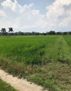 #ขายที่ดินสวยแม่น้ำรินเชียงใหม่#ด่วนที่ดินสวยใกล้สวนน้ำราคาถูกเชียงใหม่#ขายที่ดินทำเลแม่น้ำริน(เจ้าของขายเอง)????ต.ขี้เหล็ก อ.แม่ริม จ.เชียงใหม่???? ราคาพิเศษเพียงไร่ละ  2,500,000 บาท✨ ที่ดินทำเลเหมาะสำหรับพัฒนา พูลวิลล่า รีสอร์ต คาเฟ่ ฟาร์มสเตย์ บ้านพักตากอากาศ หรือซื้อเก็บเพื่อการลงทุนในอนาคต✴️รายละเอียด✴️✅ เนื้อที่ 3 ไร่ 1 งาน 33.4 ตร.ว.✅ บรรยากาศธรรมชาติ เงียบสงบ �