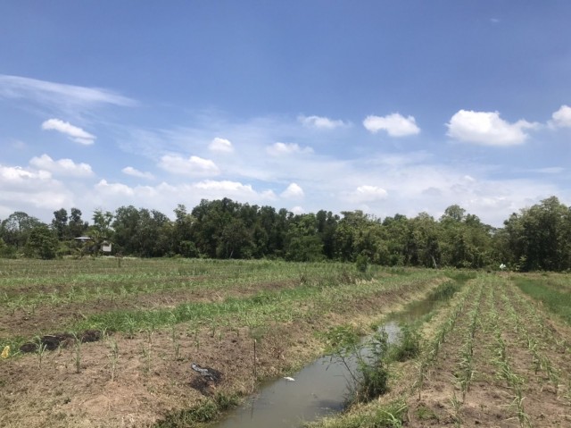 ขายที่ดินหนองเสือ บึงชำอ้อ ปทุมธานี คลอง 8 ฝั่งตะวันออก เนื้อที่ 2 ไร่ สี่เหลี่ยมผืนผ้าติดถนนลาดยางบรรยากาศธรรมชาติ เงียบสงบ สะดวก สะอาด อากาศบริสุทธิ์ สาธารณูปโภคพร้อม มีชุมชนใกล้เคียง เหมาะปลูกบ้านพักอาศัย โฮมสเตย์และทำสวนเกษตร**พิเศษเพียง 1.5 ล้านบาทเท่านั้น**สนใจติดต่อ: คมกฤชTel : 084-446-5959Line id: kloveee ***สถานที่ใกล้เคียง: - มหาวิทยาลัยเทคโนโลยีราชมงคลธัญบุรี- องค์การพ�