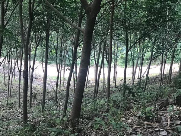 ขายด่วนที่ดิน วิวทะเล ทำเลสวย บรรยากาศดี เขาหลัก จังหวัดพังงา ที่ตั้ง : เขาหลัก อำเภอตะกั่วป่า จังหวัดพังงา ขนาดเนื้อที่ : 21 ไร่รายละเอียดที่ดินวิวทะเล (Sea View) มองเห็นทะเลและภูเขาเป็นสวนยางพารา อายุประมาณ 9 ปี ยังไม่เปิดกรีดเอกสาร: ขึ้นทะเบียนถูกต้องทางเข้า : ติดถนนสาธารณะ หน้ากว้างติดสวนประมาณ 100 เมตรจุดเด่นของที่ดิน-ซื้อแล้วสามารถเปิดกรีด มีรายได้ทันที-มีบ่