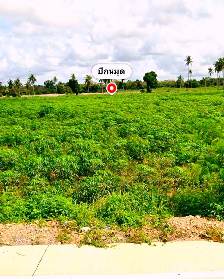 ????????ที่ดินแปลงสวยที่นักลงทุนไทยและต่างชาติไม่ควรพลาด!!#ขายที่ดินสวยราคาพิเศษชลบุรี#ที่ดินบางเสร่สัตหีบชลบุรี????ผังสีส้มจุด????ต.บางเสร่ อ.สัตหีบ จ.ชลบุรี✅บนเนื้อที่ 12- 2 -78 ไร่!!ลดด่วนเหลือ 4 ล้าน/ไร่!???? จาก 5 ล้าน/ไร่????ทำเลรายล้อมด้วย ????️พูลวิลล่า & รีสอร์ท????ใกล้ Navy Blue Pool Villa • Bigland Pool Villa????️บรรยากาศเหมาะกับการพัฒนาโครงการพักตากอากาศ✴️ทำเลมีการพัฒนาแล้วรอบข้าง✨เหมาะสำหรับ�
