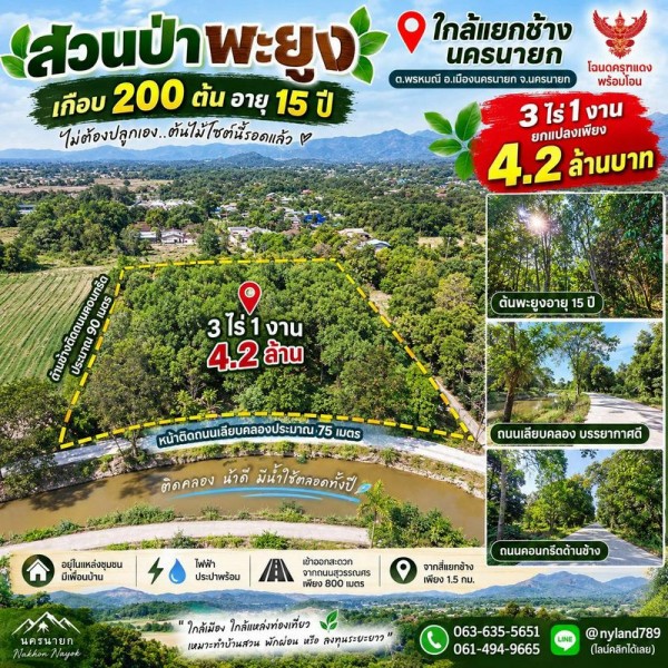 สนใจมาเที่ยวชมโทร ติดต่อ นกได้หลายช่องทางนะคะโทร. 061-494-9665โทร. 063-635-5651 (เบอร์นี้ไลน์เต็มค่ะ)ไลน์ไอดี : @nyland789(ไลน์คลิ๊กแล้วทักมาได้เลยค่ะ) https://lin.ee/R8sP0rj____________________________สวนป่าพะยูงเกือบ 200 ต้น อายุ 15 ปี! 3 ไร่ 1 งานยกแปลงเพียง 4.2 ล้านบาท ใกล้แยกช้าง นครนายก เดินทางง่ายมาก!ต.พรหมณี อ.เมืองนครนายก จ.นครนายกโฉนดครุฑแดงใครอยากได้ที่ดินที่มี ต้นไม้ใหญ่พร้อมแล้ว แปลงนี้น่าสนใจมากค่ะภายในส�