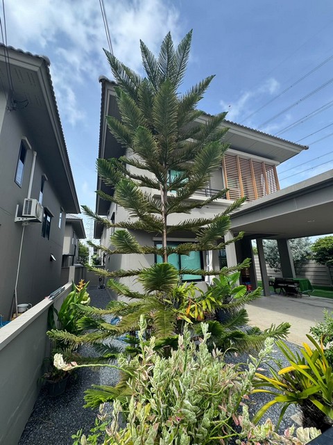 P806 ให้เช่า บ้าน 2 ชั้น โคโม่ โบทานิก้า บางนา Como Botanica Bangna หลังริม ใกล้เมก้าบางราคาเช่า 55,000 บาท/เดือน ติดต่อ คุณช่อผกา โทร 0616198565 LINE 0616198565สำรอง LINE 0812523279 ส่งลิ้งก์ไว้ได้เลย-ให้เช่า บ้าน 2 ชั้น โคโม่ โบทานิก้า บางนา Como Botanica Bangna หลังริม-บ้านว่าง 15 ตค 2569-ที่ดินขนาด 56 ตารางวา-พื้นที่ใช้สอย 165 ตารางเมตร-3 ห้องนอน 3 ห้องน้ำ-จอดรถยนต์ได้ 2 คัน-ทำเลใกล้ห้าง Mega bangna และวงแหวนกาญจนาภิเษก สามารถเดินทางเข้�